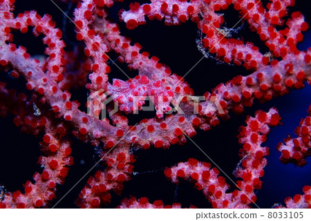 侏儒海水管 8033105