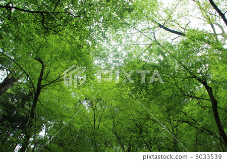 Fresh green in early summer Fresh green in early summer 8033539