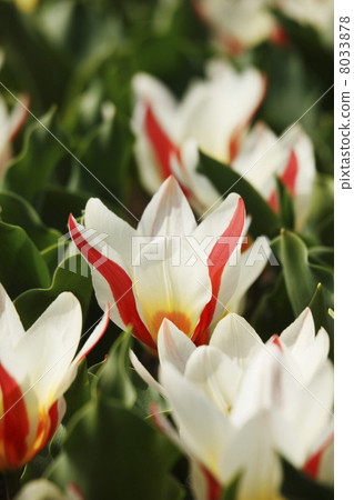 Tulips in bloom 8033878
