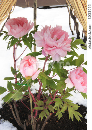 The peony of Ueno Toshogu Shrine, Tokyo The peony of Ueno Toshogu Shrine, Tokyo 8033963