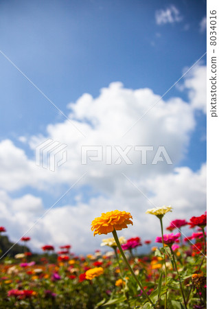 Colorful cereal grass field flower picture material Colorful cereal grass field flower picture material 8034016