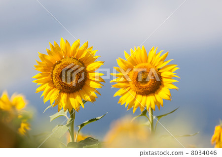 黃色向日葵花圖片材料 8034046