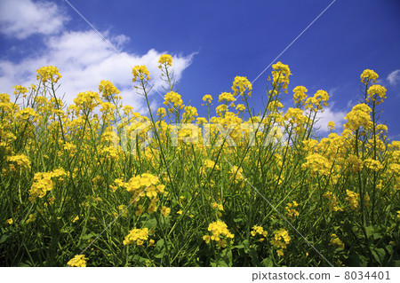 Rapeseed field 8034401