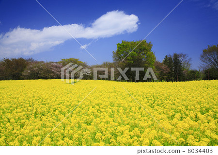 Rapeseed field Rapeseed field 8034403