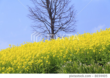 Rapeseed field 8034405