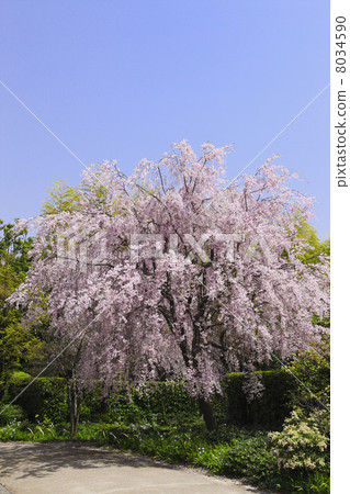 死棕色櫻桃樹 8034590