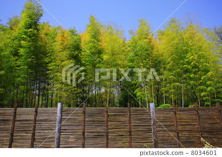 Bamboo fence and bamboo grove 8034601