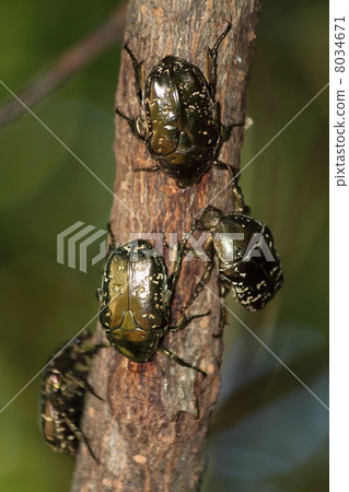 Cilanthene蚱蜢 Cilanthene蚱蜢 8034671