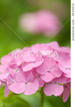 繡球 繡球 8034818