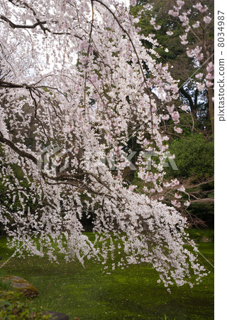 Bamboo cherry blossoms of Kyoto Miyuki Konoe Residence Bamboo cherry blossoms of Kyoto Miyuki Konoe Residence 8034987