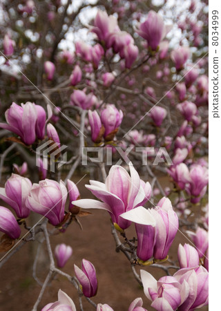 Kyoto-mae Magnaren 8034999