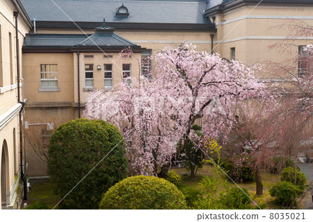 Kyoto Prefectural Government former main building red single-prime cherry tree 8035021