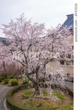 Kyoto Prefectural Government Old Main building Gion drooping cherry tree 8035026