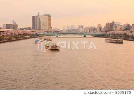 Sumida River in spring that stains in madder color Sumida River in spring that stains in madder color 8035170