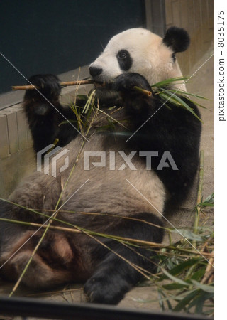 Youth panda (meal) Youth panda (meal) 8035175