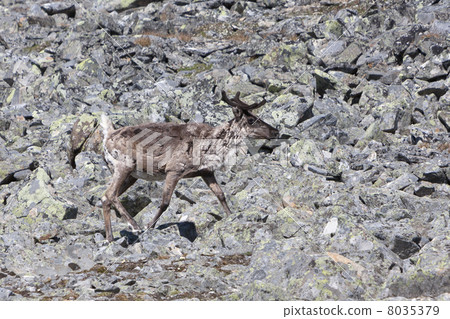 Reindeer (Rangifer tarandus, Glittertind mountain, Jotunheimen N Reindeer (Rangifer tarandus, Glittertind mountain, Jotunheimen N 8035379