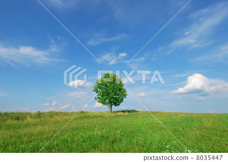 Summer landscape - green field and lonely tree Summer landscape - green field and lonely tree 8035447