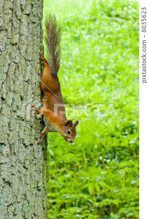 squirrel on a tree 8035623