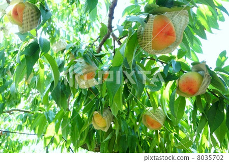 Wakayama Prefecture Kinokawa City Peach Field 8035702