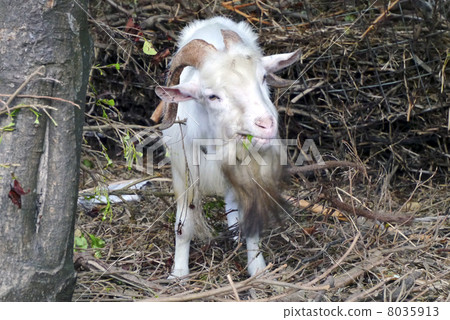 goat goat 8035913