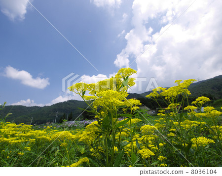 A maiden flower 8036104