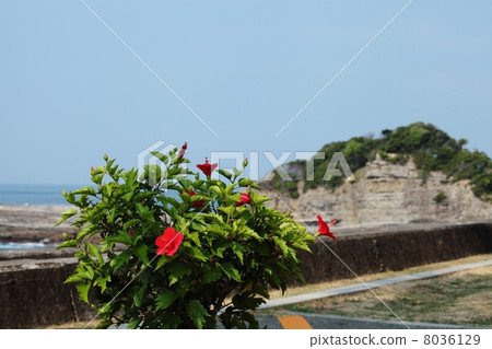 Coastal scenery 8036129