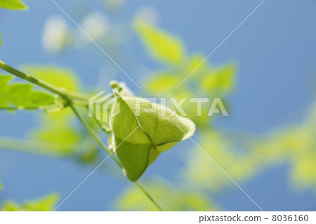 富森克魯茲 8036160