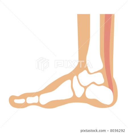 Foot bone 8036292
