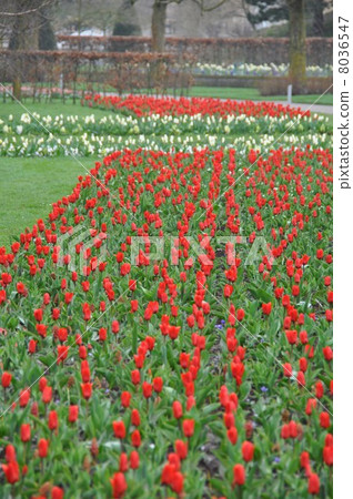 荷蘭庫肯霍夫公園 8036547