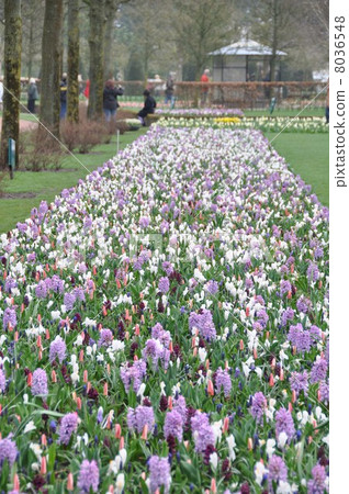 荷蘭庫肯霍夫公園 8036548