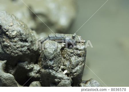 Mudguerough Mudguerough 8036578