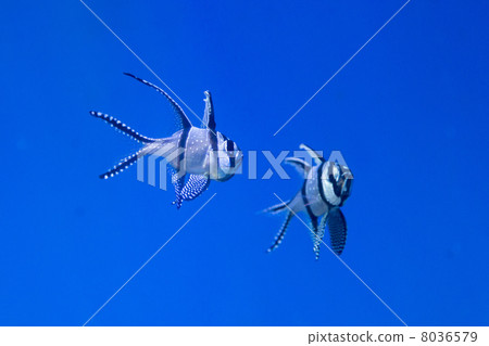 Amano Goby Dengekai 8036579