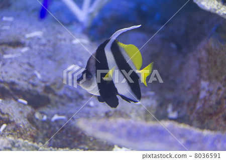 石斑紅魚 8036591