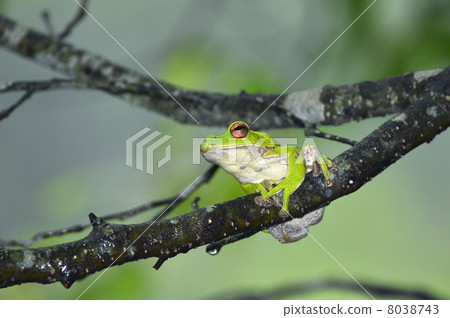 Moria鷗青蛙 8038743