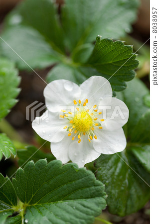 Strawberry flowers Strawberry flowers 8038957