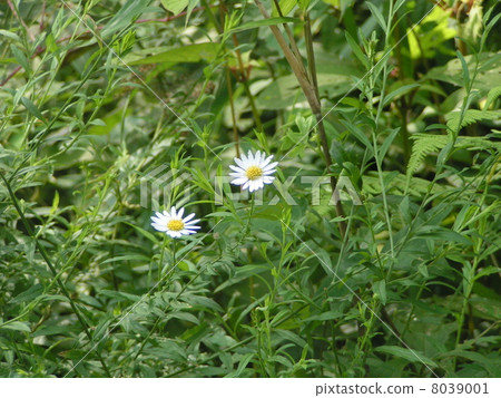 Elegant chrysanthemum flowering in summer Yuugagiku 8039001