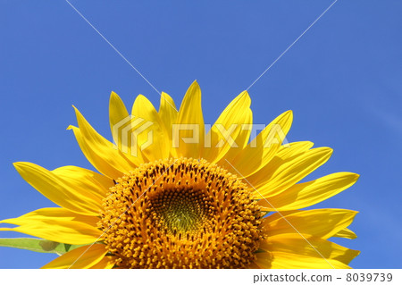向日葵 向日葵 8039739