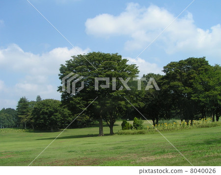 Sunflower under the blue sky Sunflower flowers between the sunflower flowers 8040026