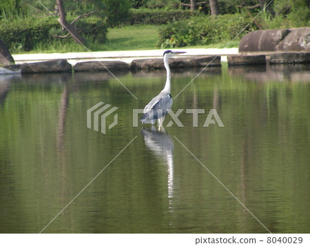 Inagi seaside park Ao soup in the pond in front of a flower art museum 8040029