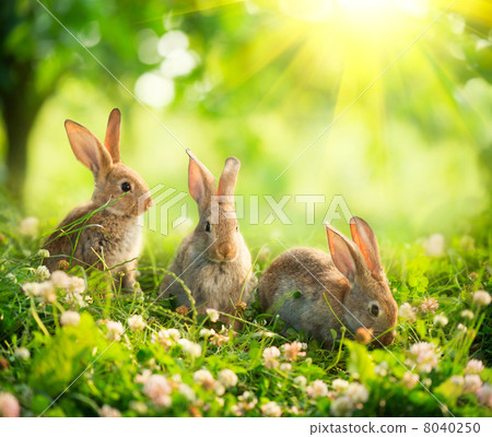 Rabbits. Art Design of Cute Little Easter Bunnies in the Meadow 8040250