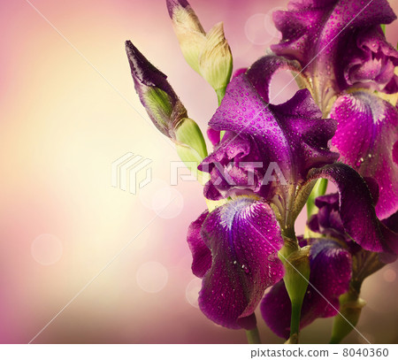 Iris Flowers Art Design. Beautiful Violet Flower Iris Flowers Art Design. Beautiful Violet Flower 8040360