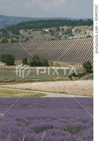South Lavender lavender field South Lavender lavender field 8040392