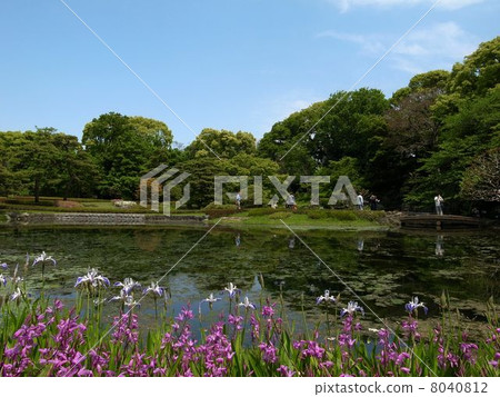 皇宮東花園Ninomaru花園和鳶尾花 皇宮東花園Ninomaru花園和鳶尾花 8040812