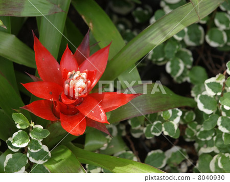 Guzmania Guzmania 8040930