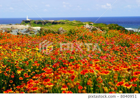 Higashi Hirano Azakizaki from the flower field 8040951