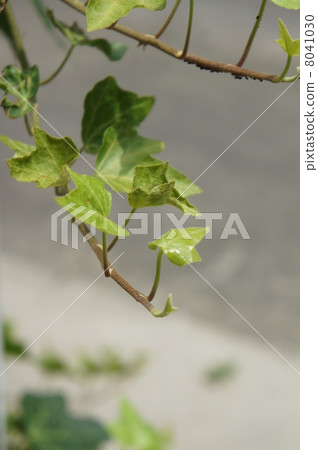 Ivy Ivy 8041030