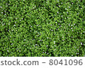 Green carpet with small flowers 8041096