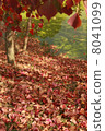 On the falling leaves of poplar on the edge of a pond dyed in autumn color 8041099