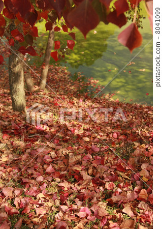 On the falling leaves of poplar on the edge of a pond dyed in autumn color On the falling leaves of poplar on the edge of a pond dyed in autumn color 8041099