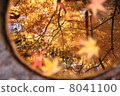 The vividly colored autumnal leaves reflected in hand bowl 8041100